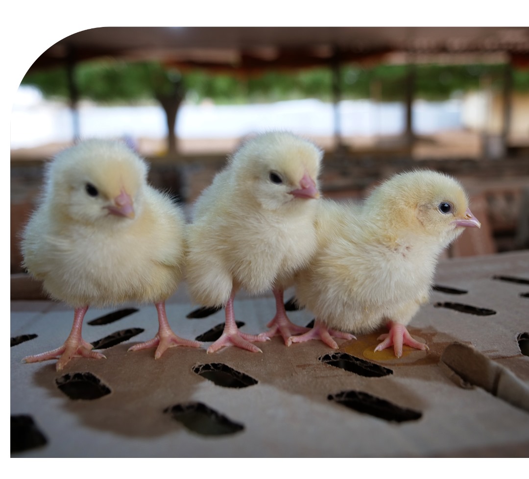 Why Poultry Genetics Matter More Than Many Farmers Think