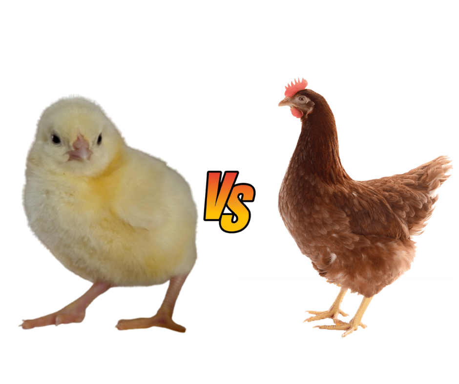 Understanding the Difference Between Day-Old Chicks and Point-of-Lay Birds
